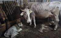 Vaca fatata de 1 sapt, vitea belgiana, 17 l lapte