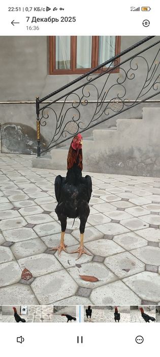 Dakan joja Nemes 6may 4kg Bola Hali Немец петушок 6май 4кг малыш