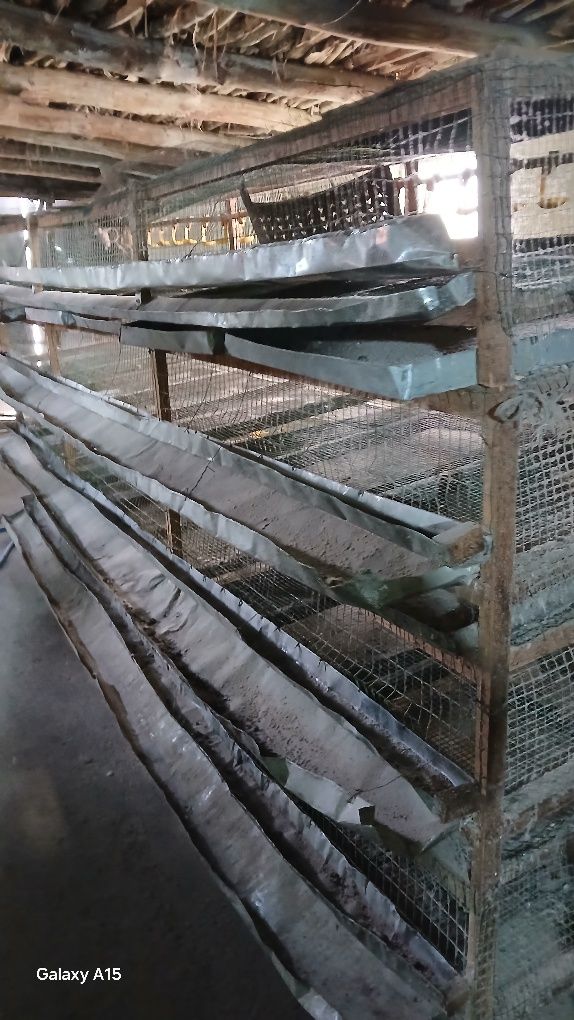 Tayyor Bedana biznesi sotiladi