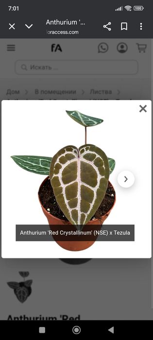 Антуриум Ред кристалинум nse tesuls