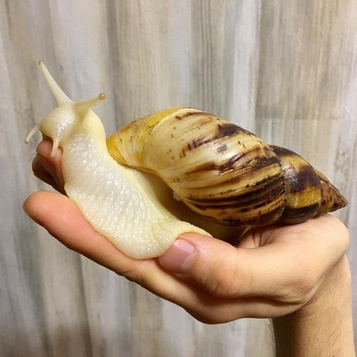 Улитки Ахатины подростки в зоомагазине «Живая Природа»