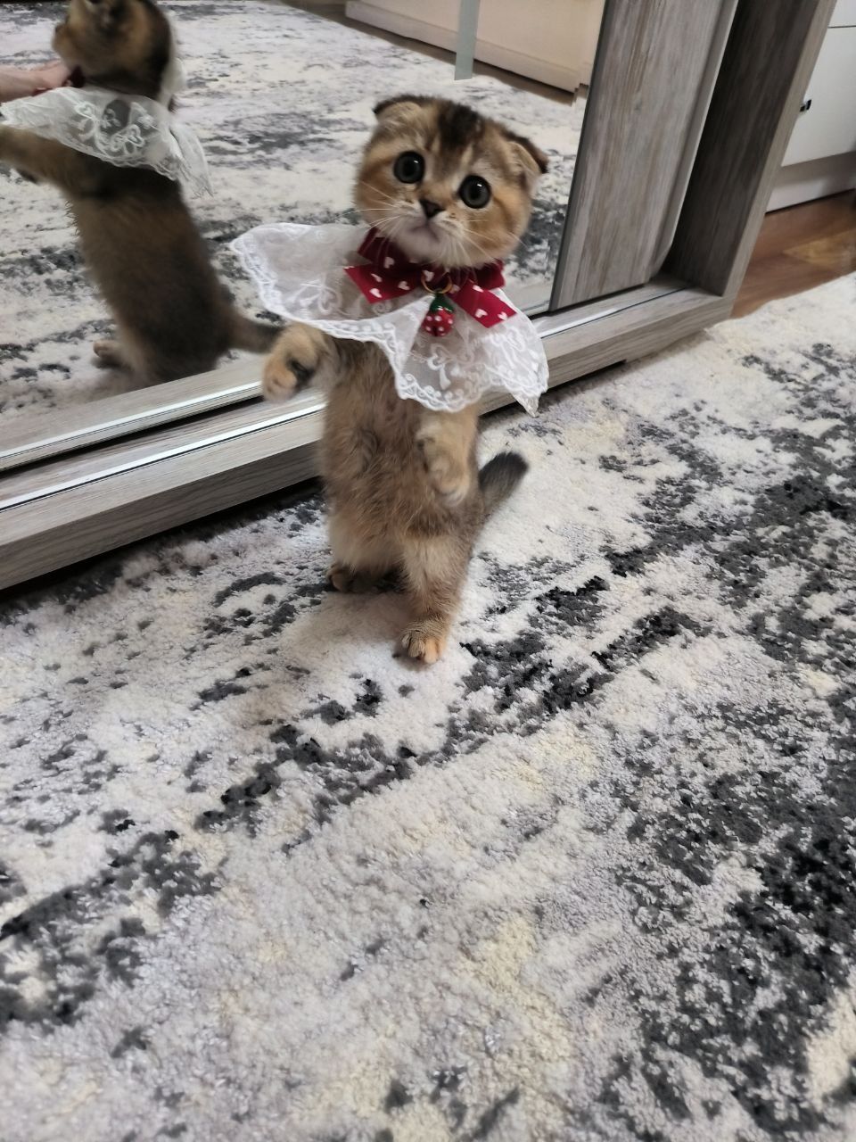 Шикарные котята шиншиллы