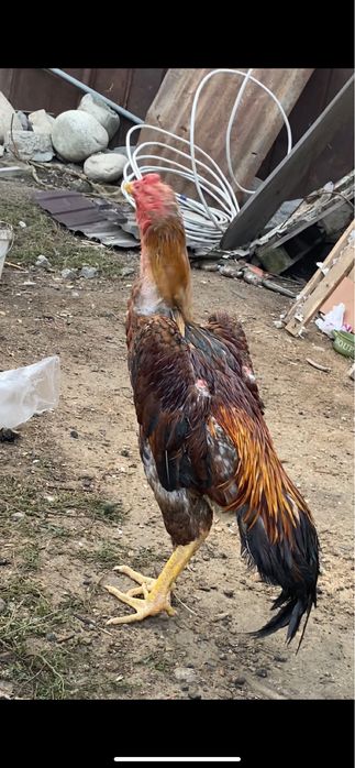 Продается петух хороших кровей вес был 4900 передрался через клетку