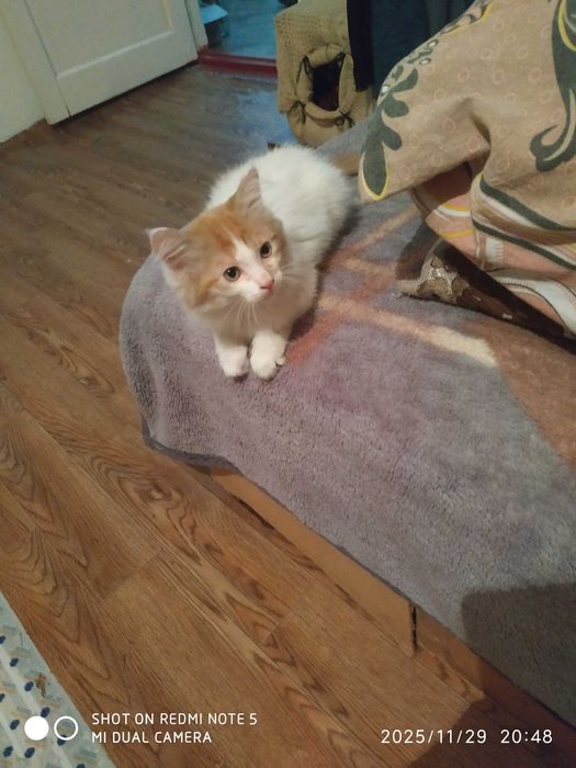 Отдам котят бесплатно