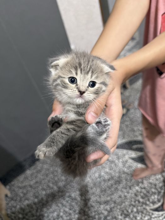 Котенок Скотиш Фолд 1 месяц