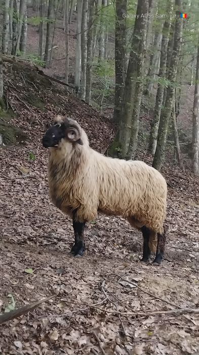 Vând schimb berbec bucălău mior