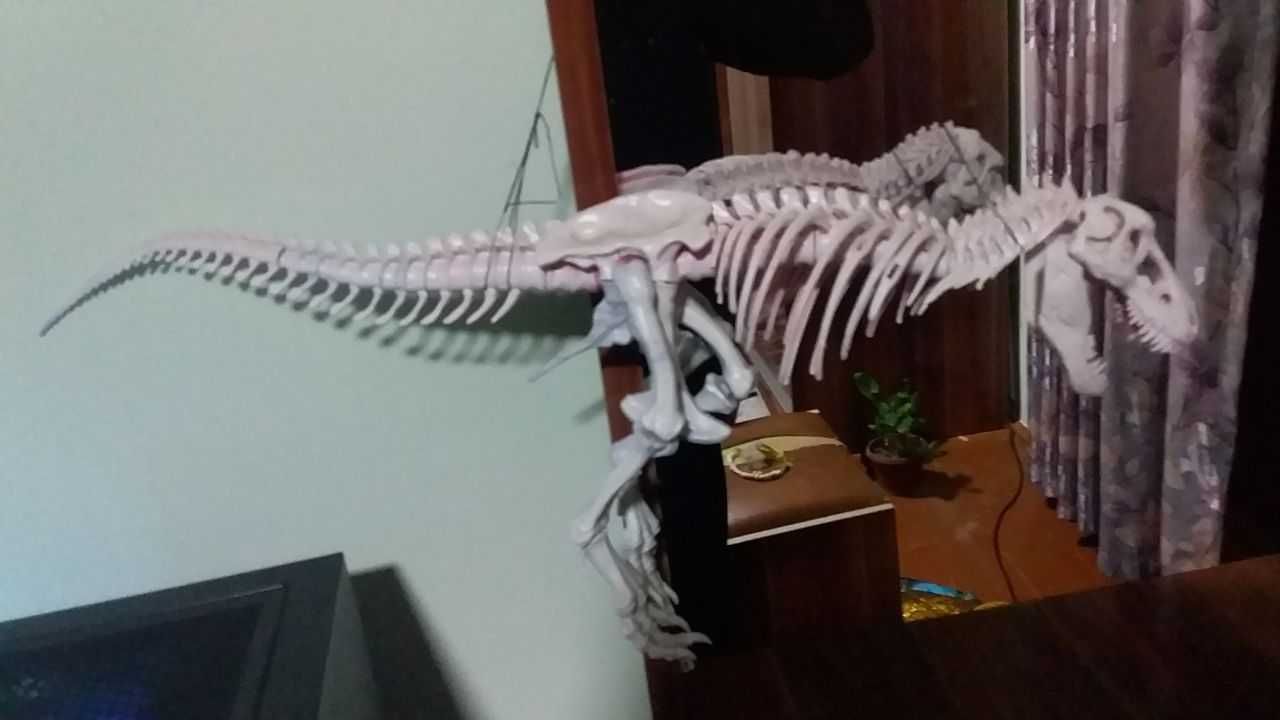 Skelet kolleksioniy dinosavr t rex