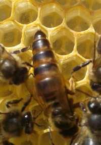 Matci, regine și familii de albine ecologice bio