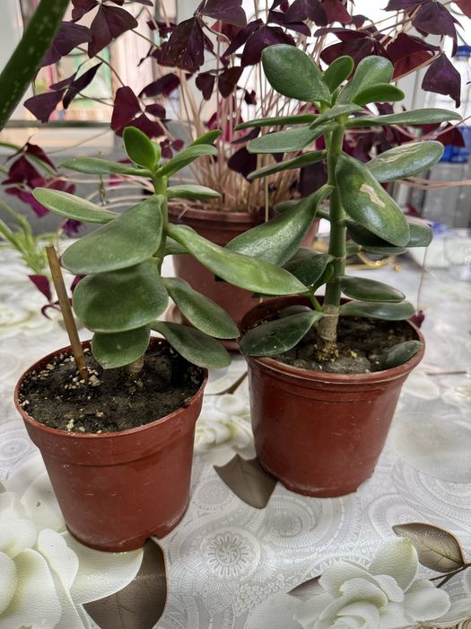 Продаються комнатные цветы