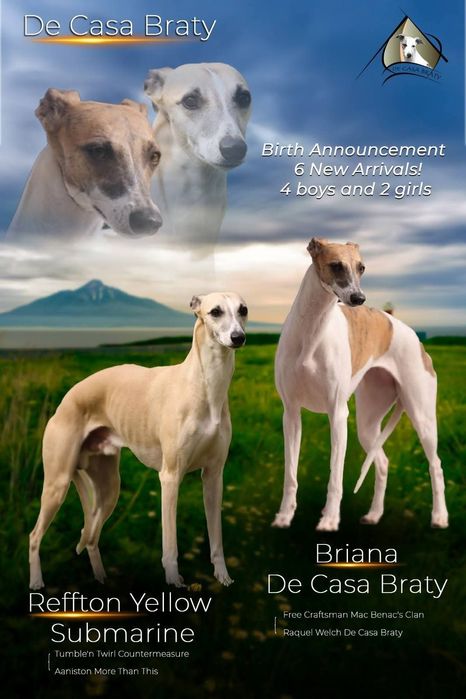 Catel whippet de vanzare