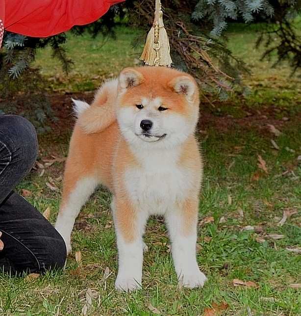 Pui Akita inu, părinți multipli campioni