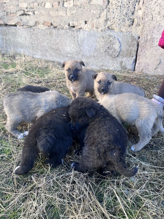 Щенки даром в хорошие руки