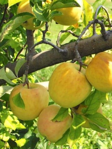 Pomi Fructiferi Pitici DWARF (MAR )