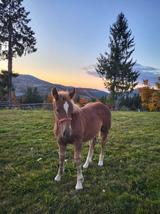 Vând manz de 6 luni