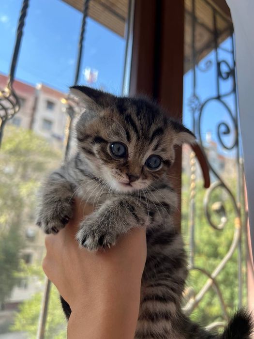 Mushu Scottish Fold