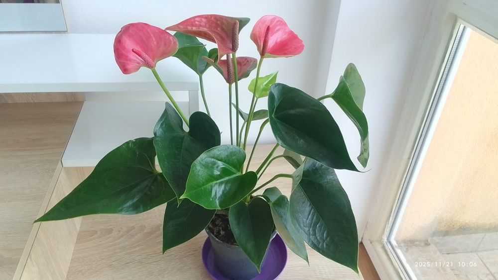 Антуриум/Епифилум//Сентполия/Кактус/Епипремнум/Коледниче и други