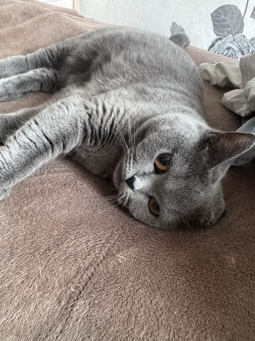 Кошка 1 годика Шымкент