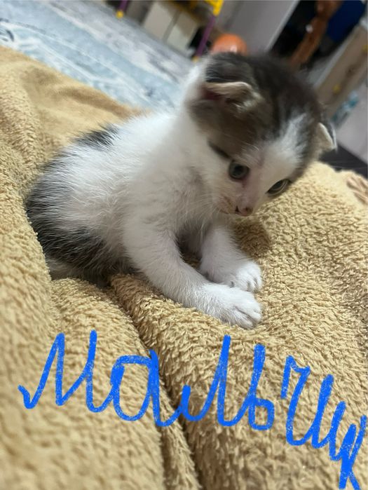 Отдам котят смесь британских