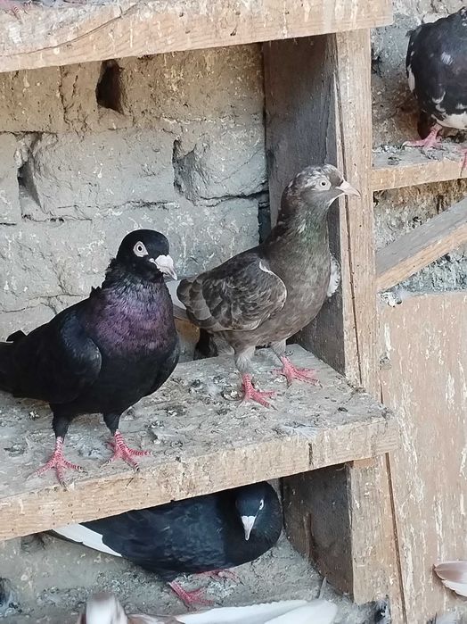 Пазарджишки гълъби