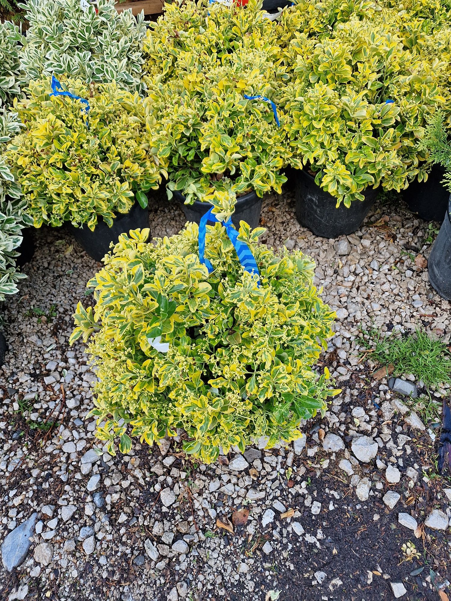 Photinia, catalpa, tuia, chiparos leylandii, plante ornamentale