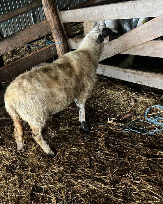 De vânzare oi tinere