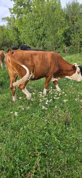 Vand vaca baltata si juninca baltata si taur angus