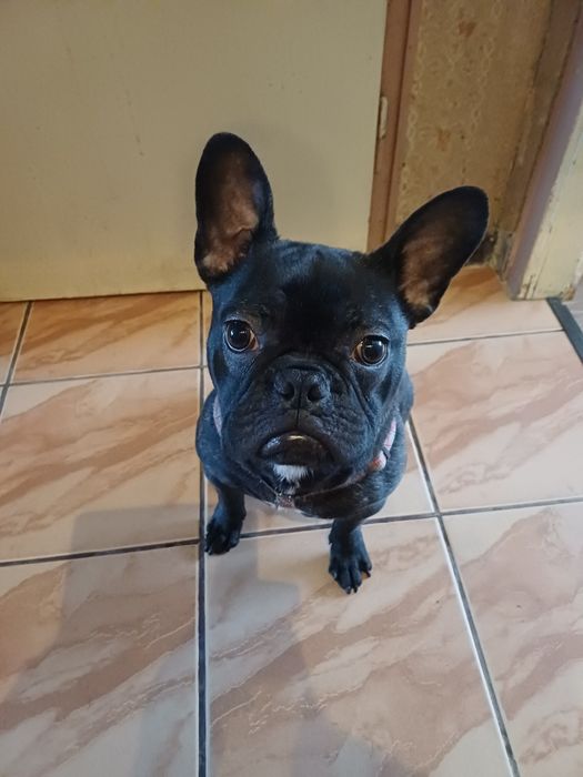 Продавам Френско Булдоче