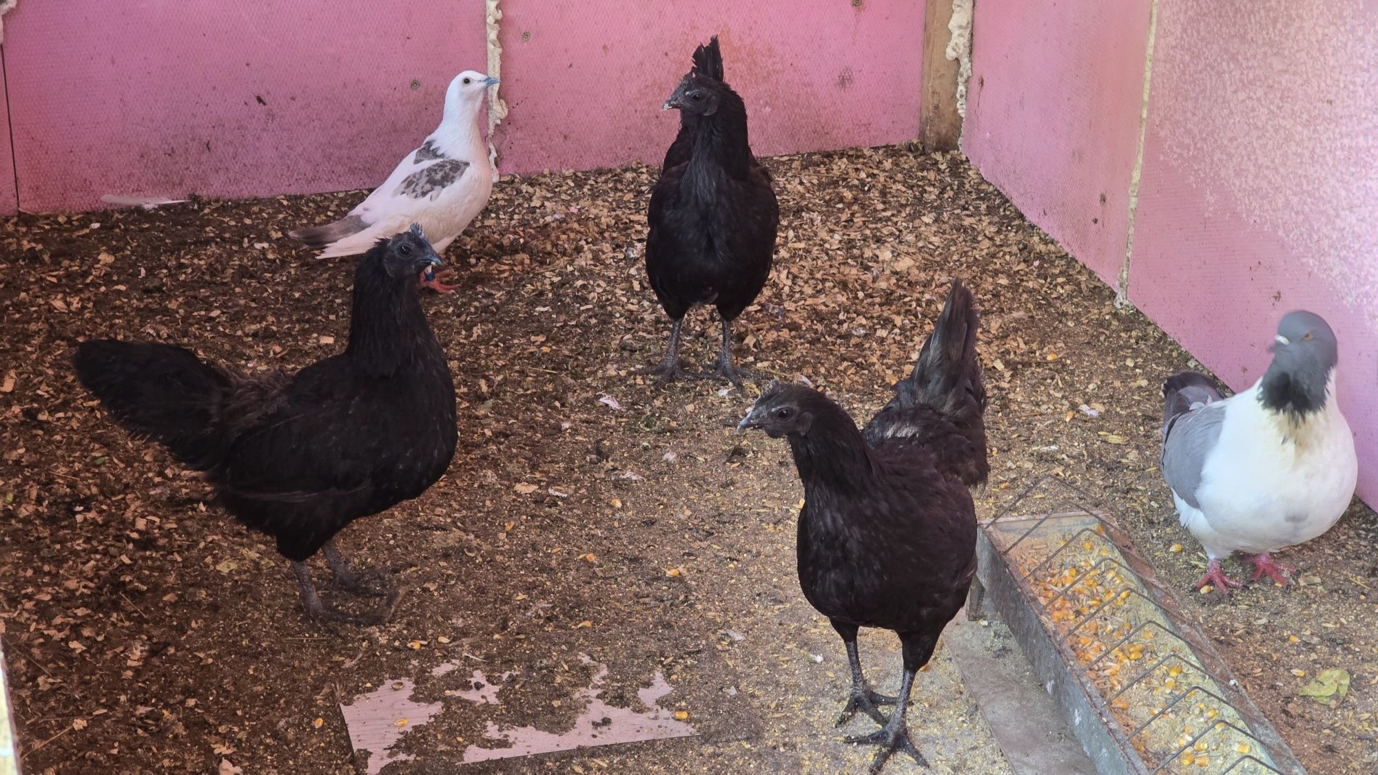 Ayam Cemani oua pentru incubat