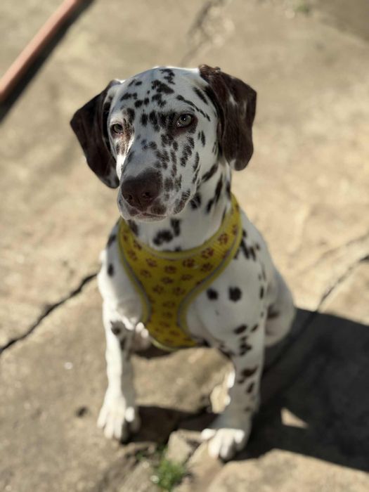 Se vinde catea DALMATIAN