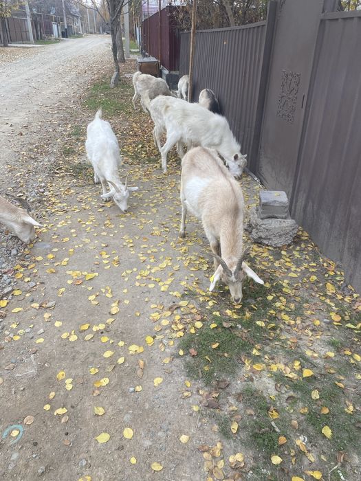 Асыл тұқымды буаз ешкілер мен лақтар сатылады