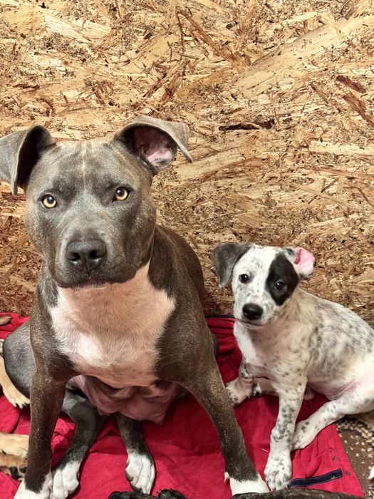 Отдам щенков бесплатно