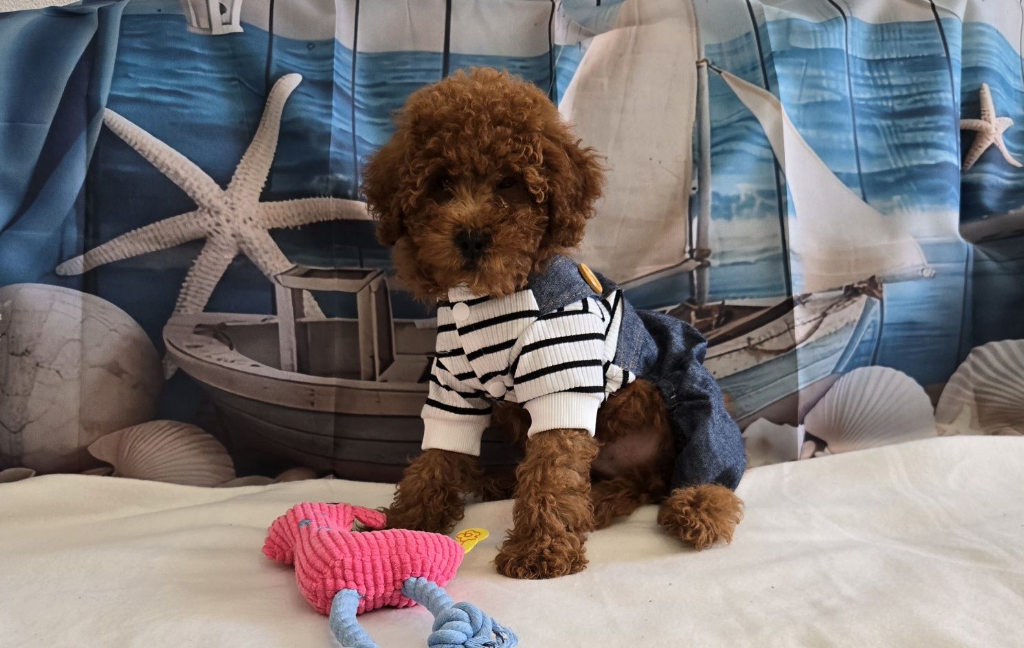Пудел той /Мини Poodle toy с родословие
