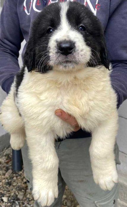 CRB din părinți foarte buni