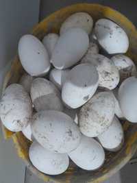 Vând oua de gasca africana