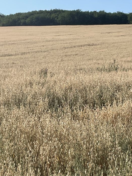 Vand ovaz recolta 2025