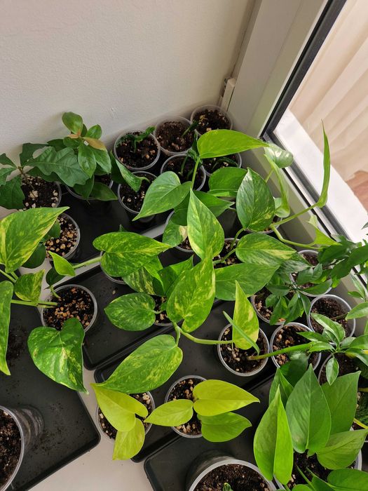 Сциндапусы по 500 тг разные