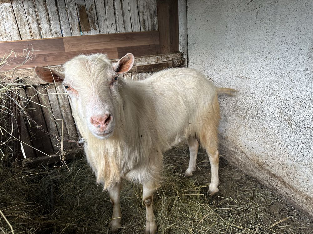 Vând un țap și o iediță