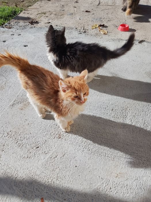 Продават се дългокосместа котенца