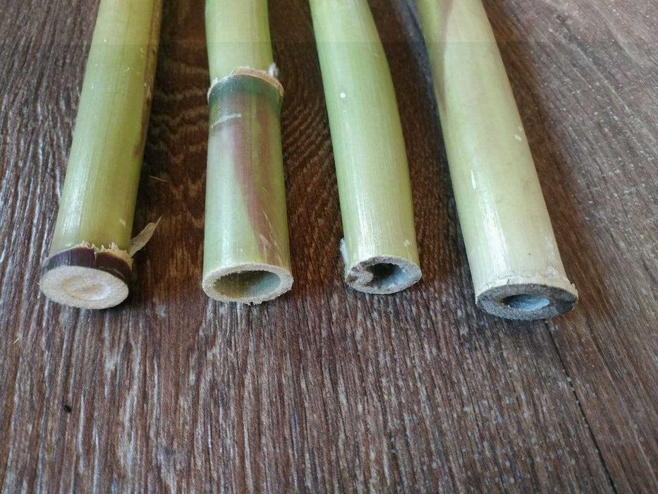 Rizomi Rasad Radacina Bambus - Arundo Donax