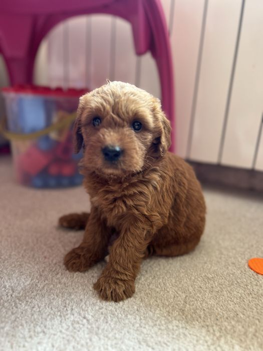 Goldendoodle mascul