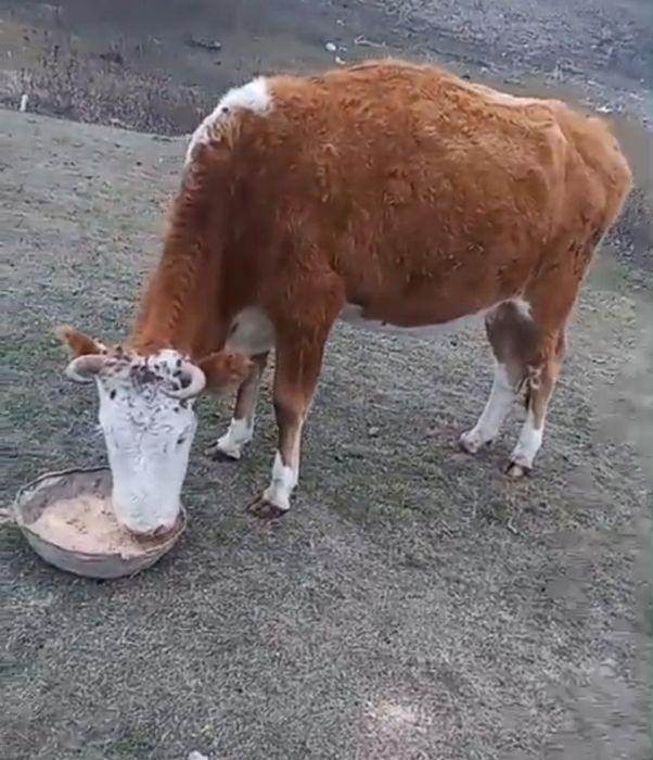 Алты жастық Сиыр сатылады