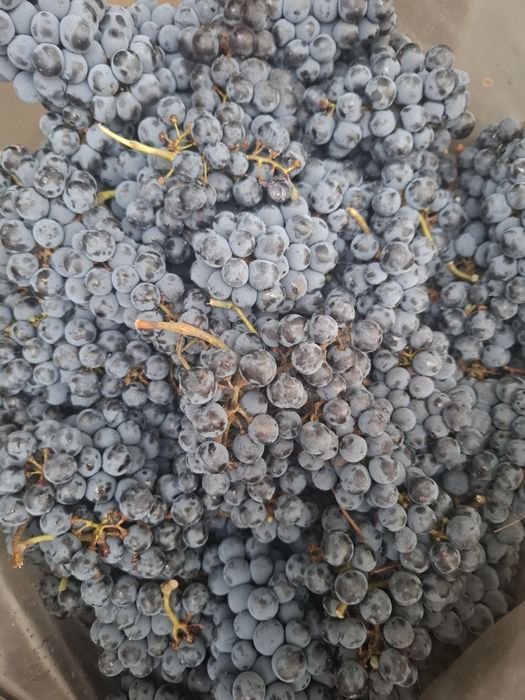 Struguri merlot pt vin