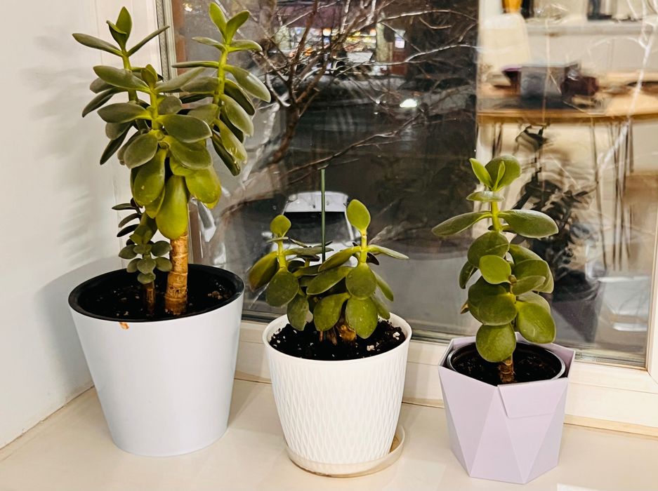 Денежное дерево (толстянка)