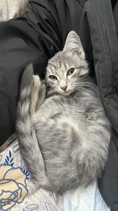 Отдам котенка в хорошие руки