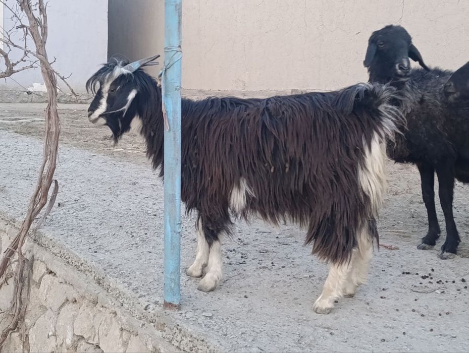 echki qornida bolasi bor yelin qilgan 1 oyda tug’adi rangi qora