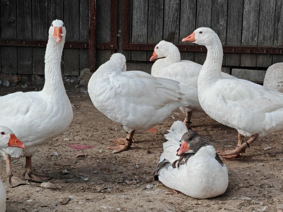4 gâște și 3 gâscani