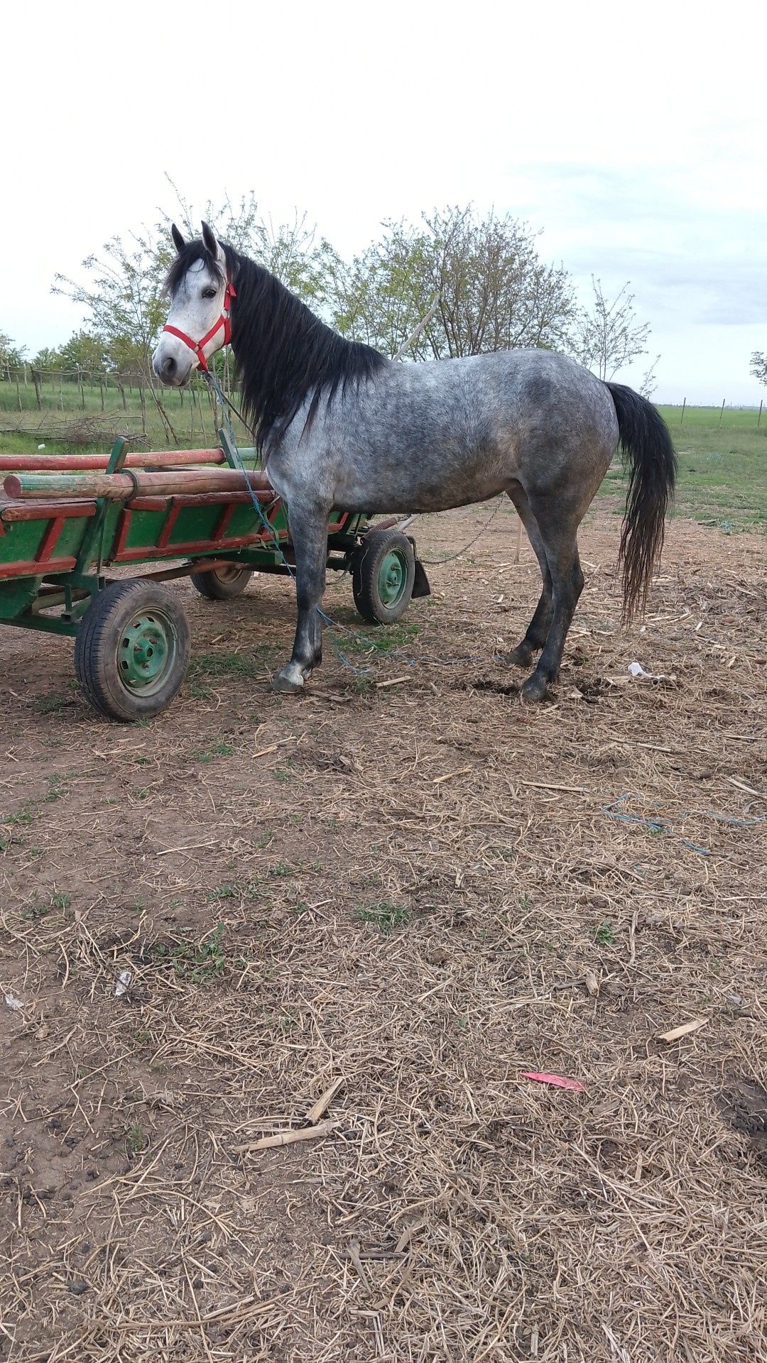 De vânzare iapă lipitanca