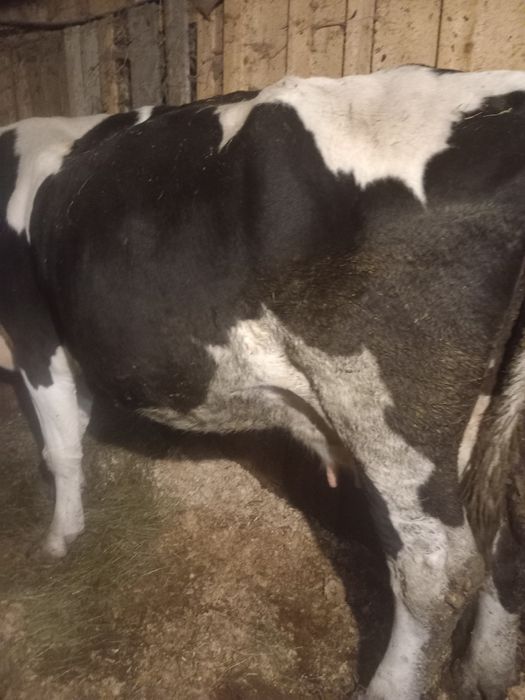 Vacă de vânzare bună pentru ținut