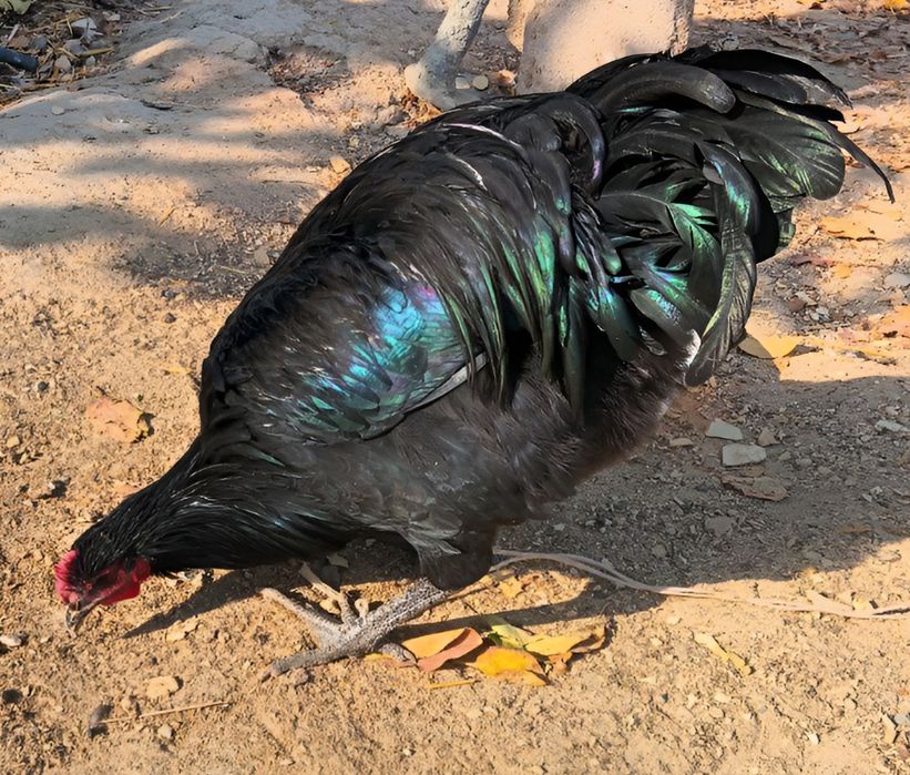 Jersi gigant xoʻrozlari sotiladi