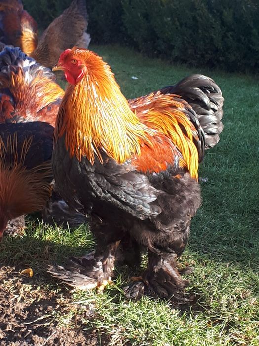 Vand pui brahma potarnichiu de la gainile din foto